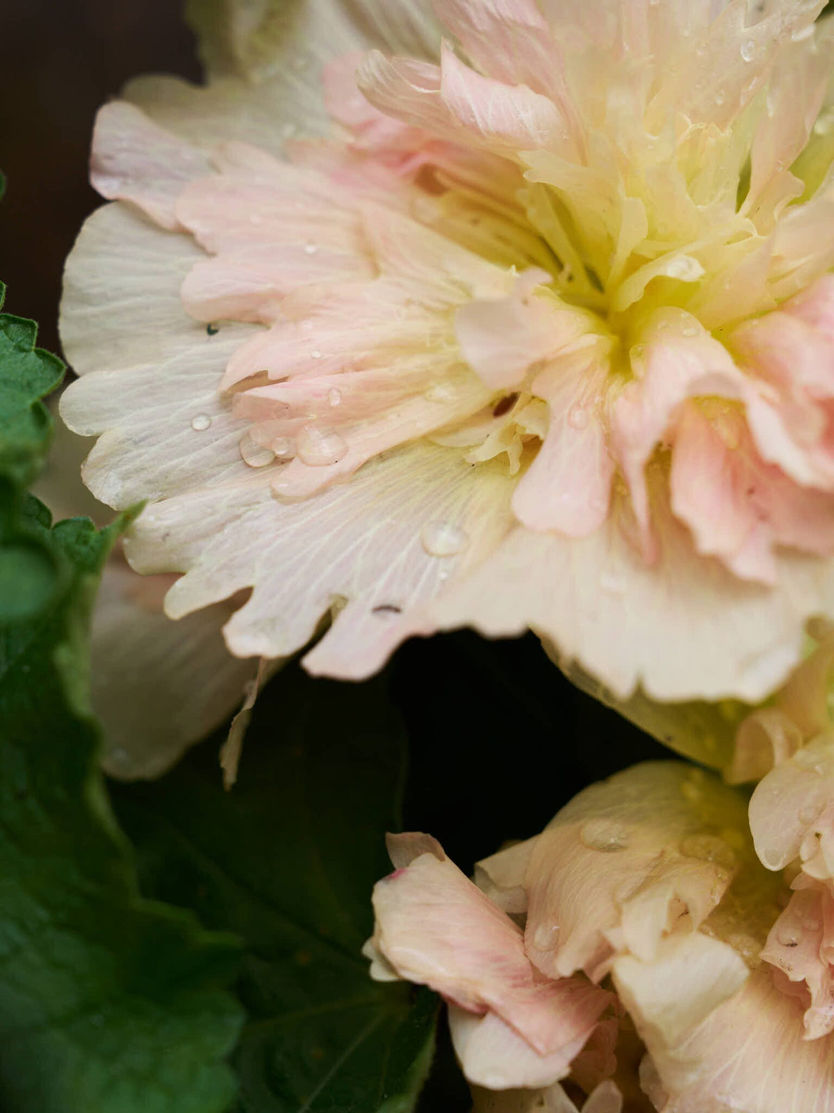 Stokrose 'Spring Celebrity Apricot' Seed 