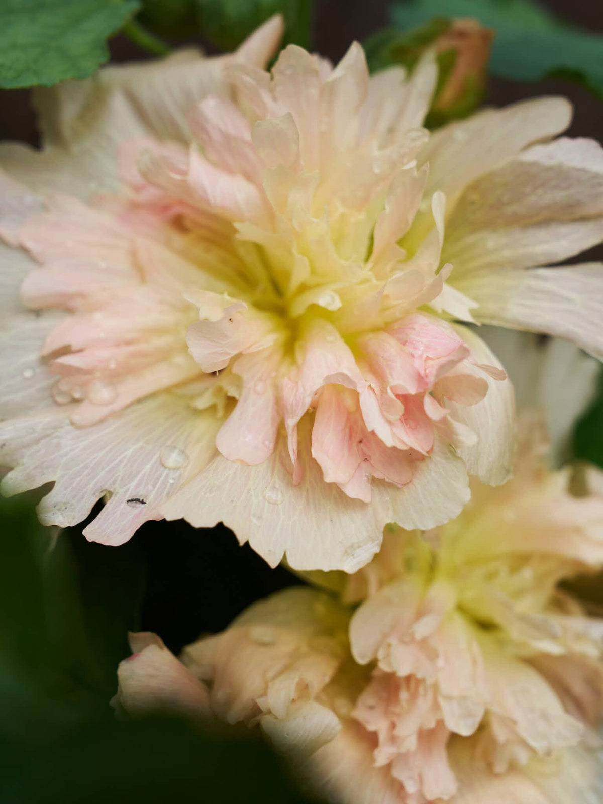 Stokrose 'Spring Celebrity Apricot' Seed 