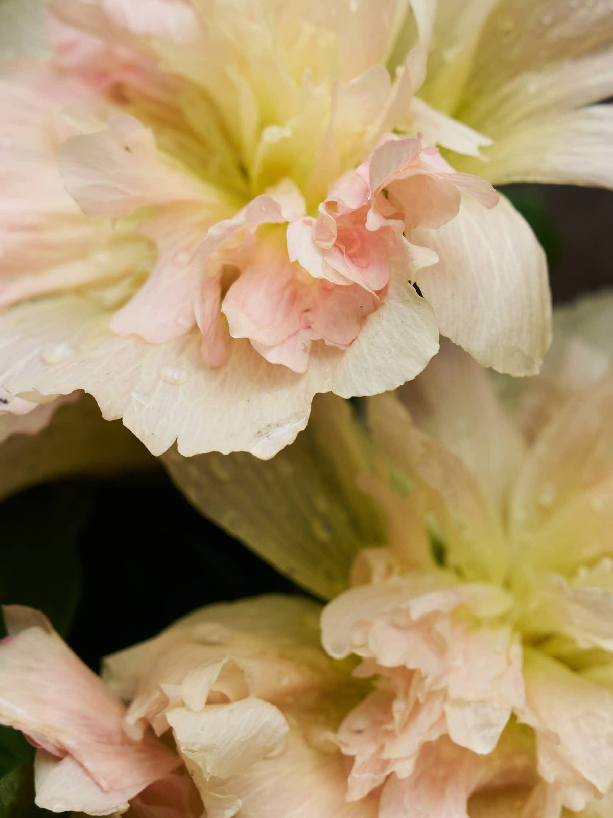 Stokrose 'Spring Celebrity Apricot' Seed 