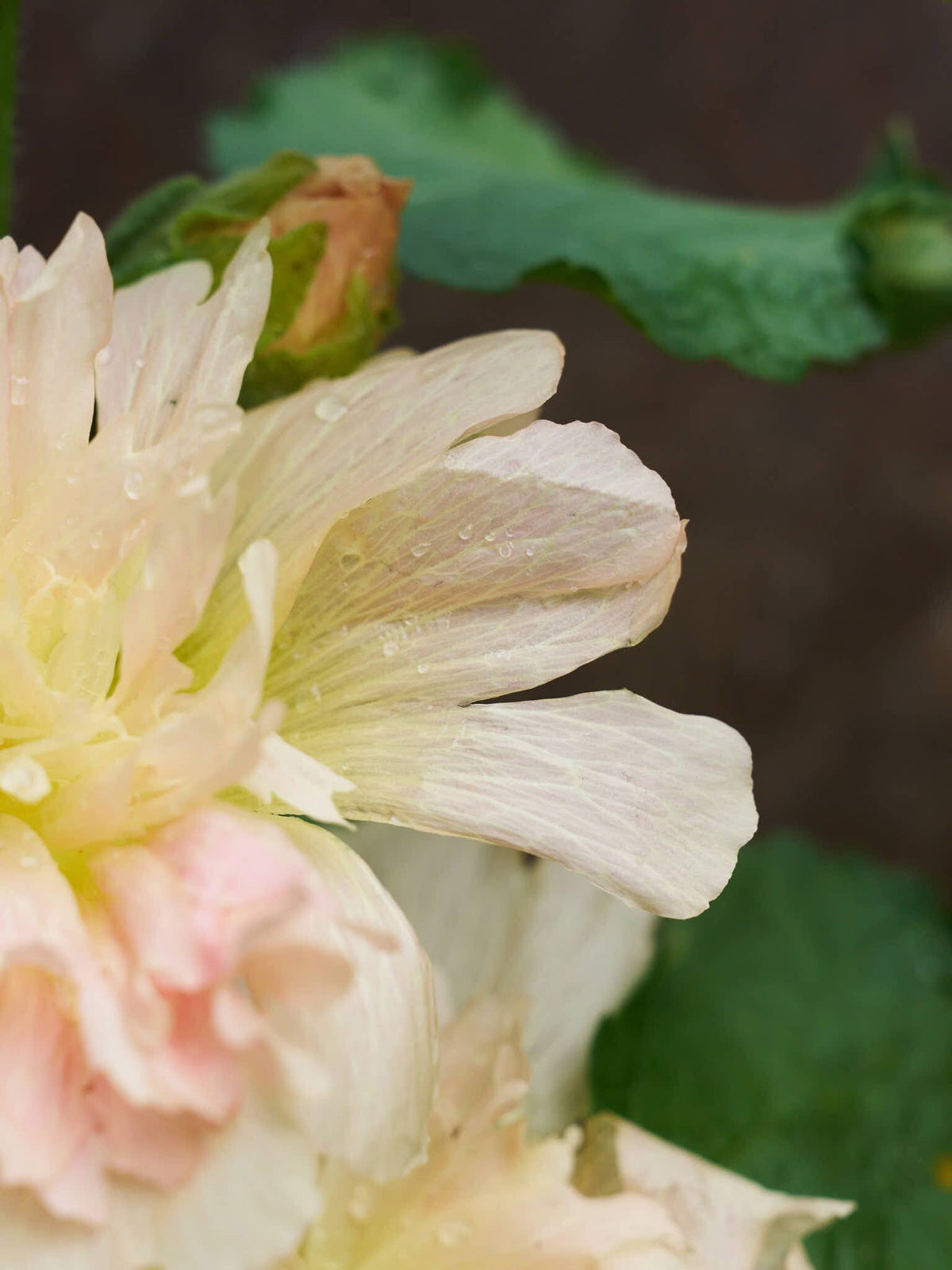 Stokrose 'Spring Celebrity Apricot' Seed 