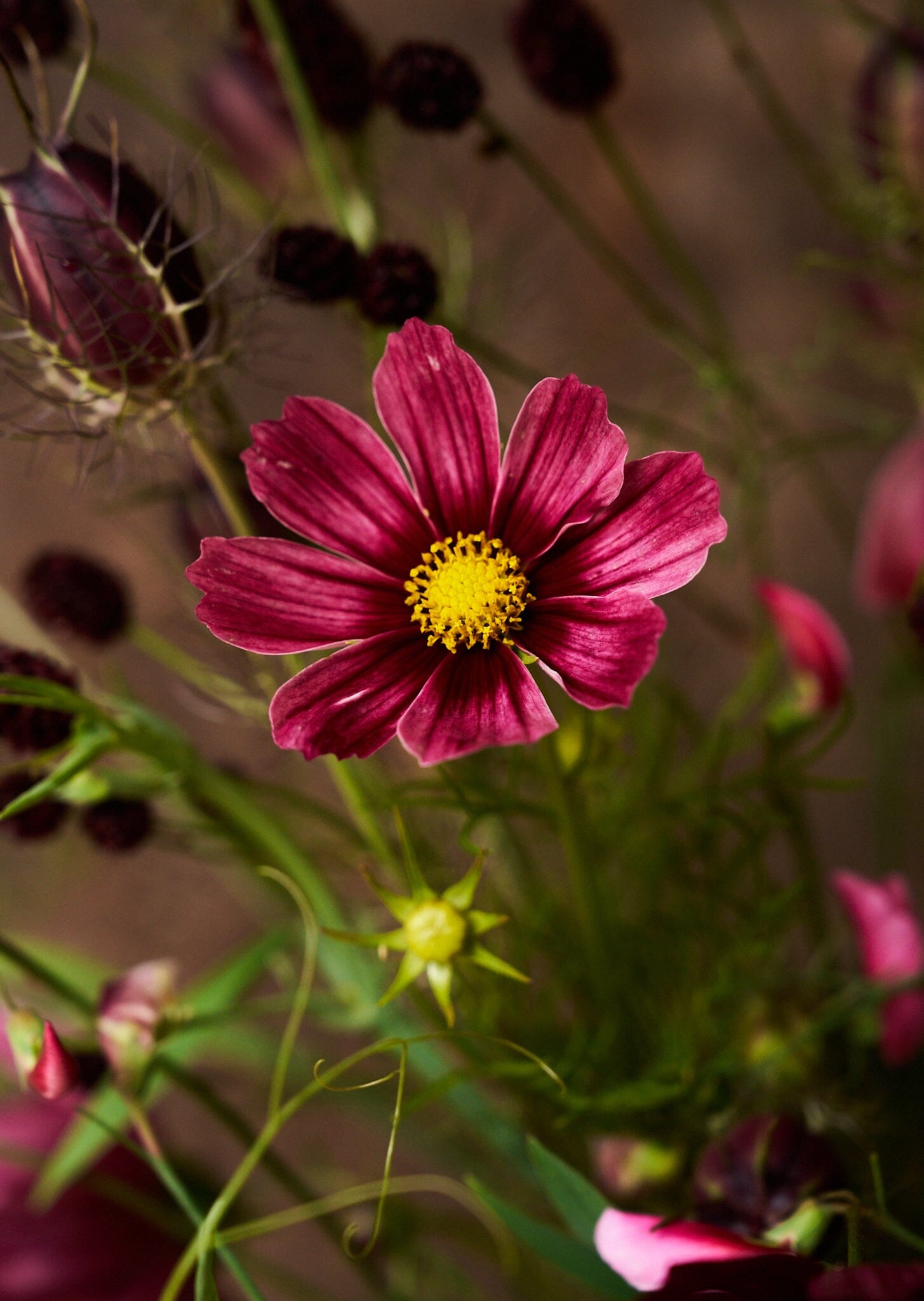Stolt Kavaler 'Antiquity' Seed 