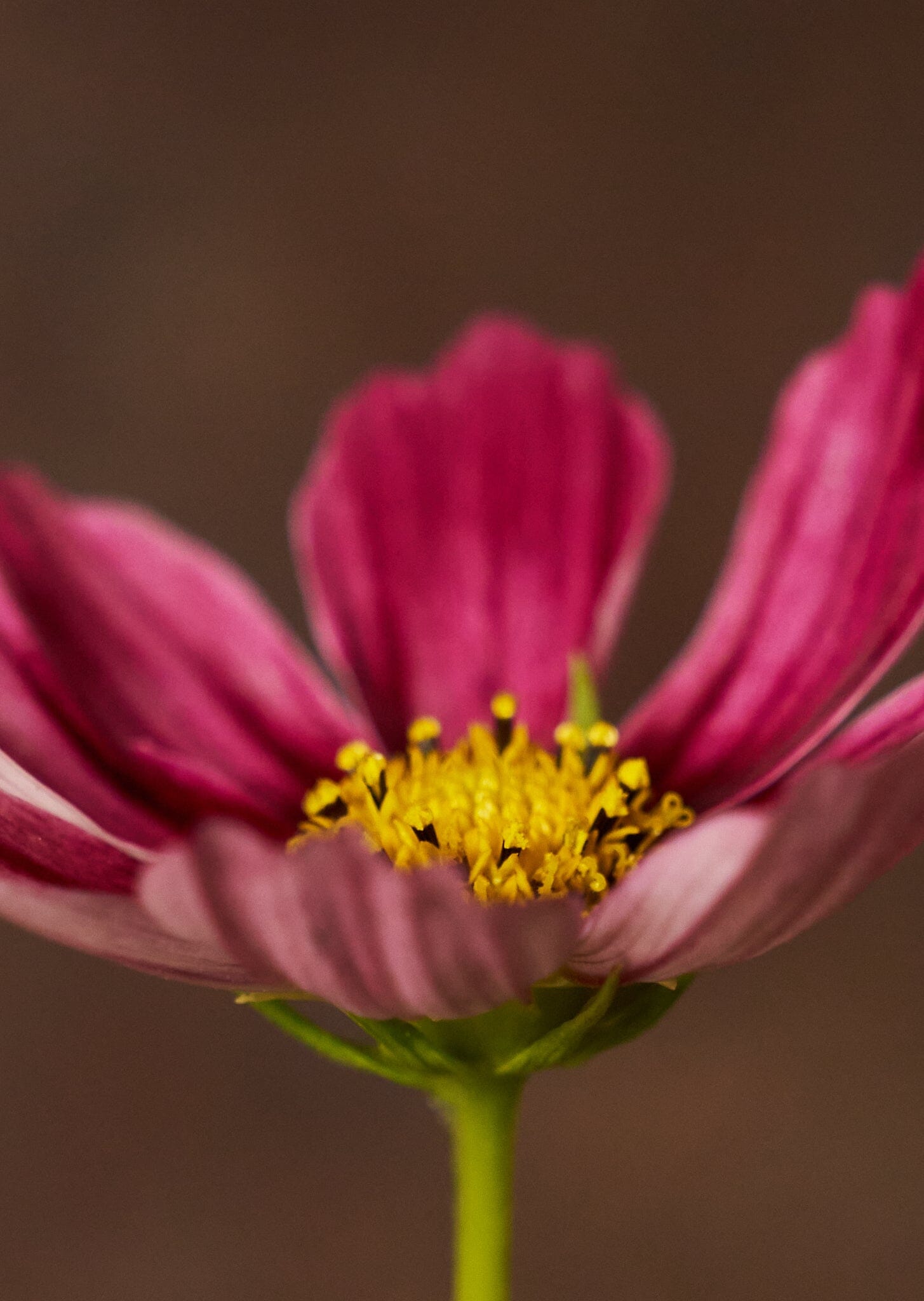 Stolt Kavaler 'Antiquity' Seed 