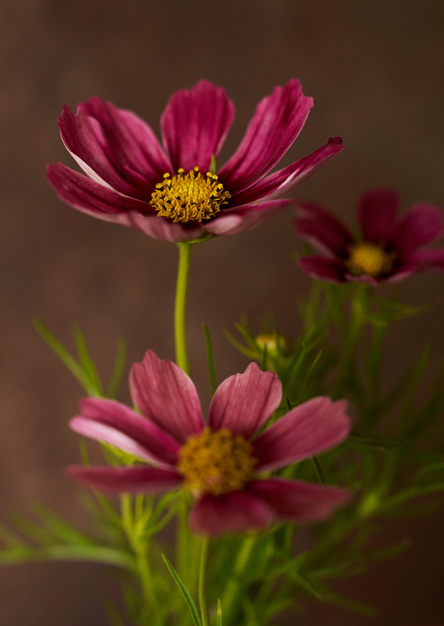 Stolt Kavaler 'Antiquity' Seed 