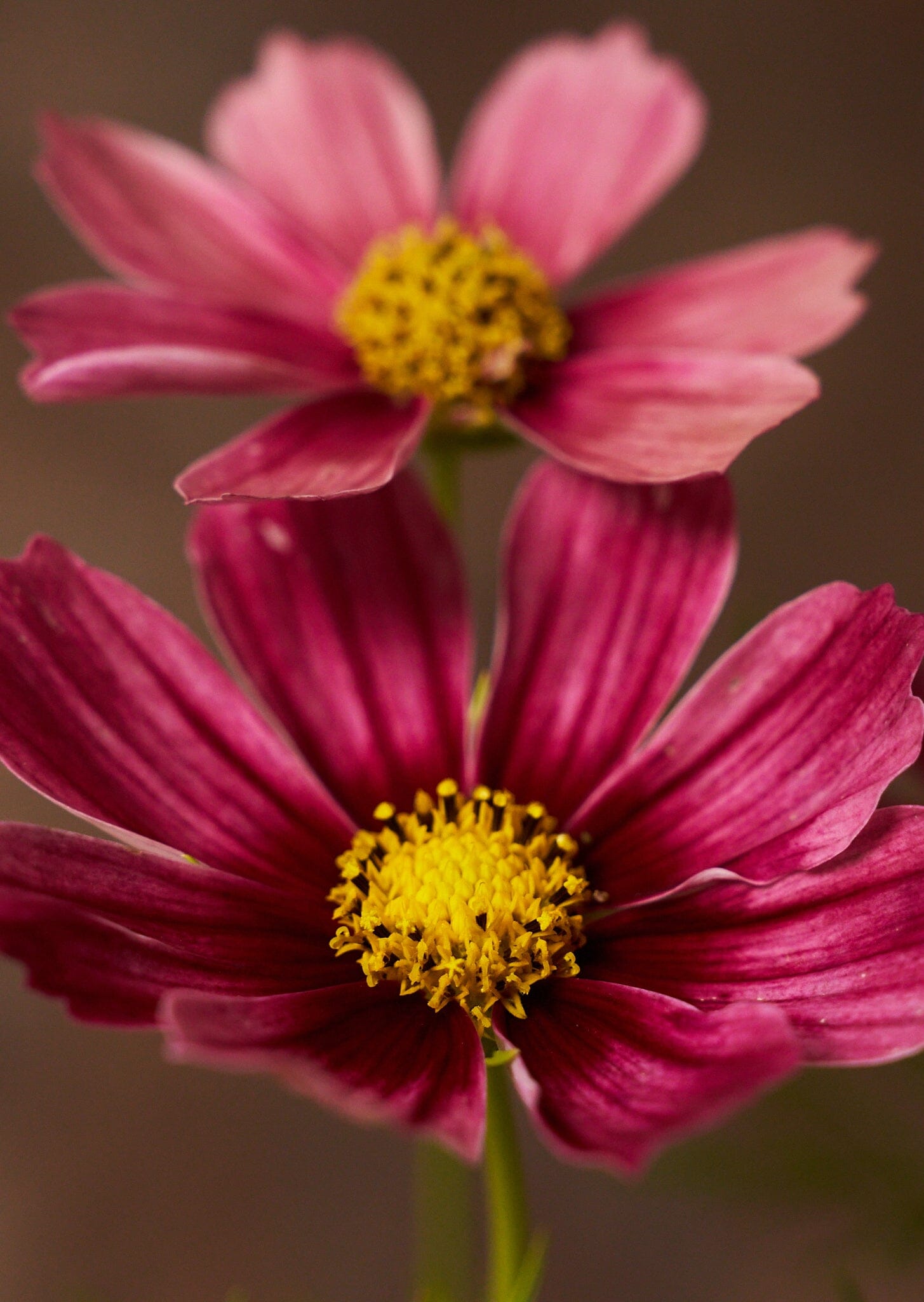 Stolt Kavaler 'Antiquity' Seed 