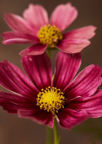 Stolt Kavaler 'Antiquity' Seed 