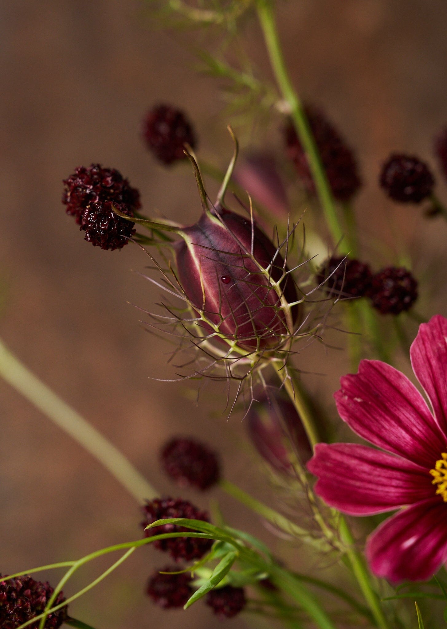 Stolt Kavaler 'Antiquity' Seed 