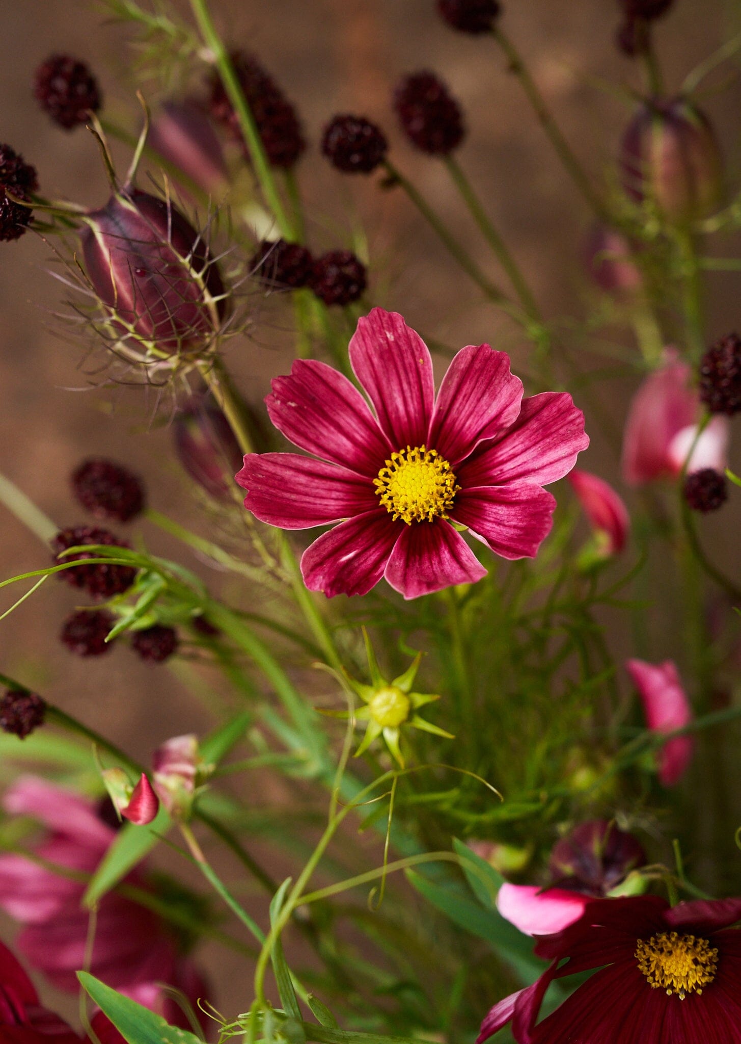 Stolt Kavaler 'Antiquity' Seed 