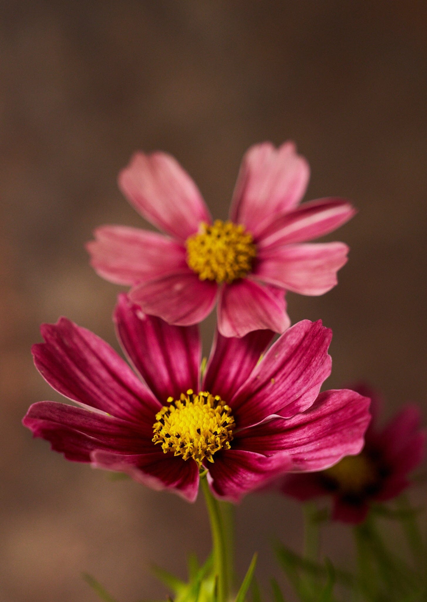 Stolt Kavaler 'Antiquity' Seed 