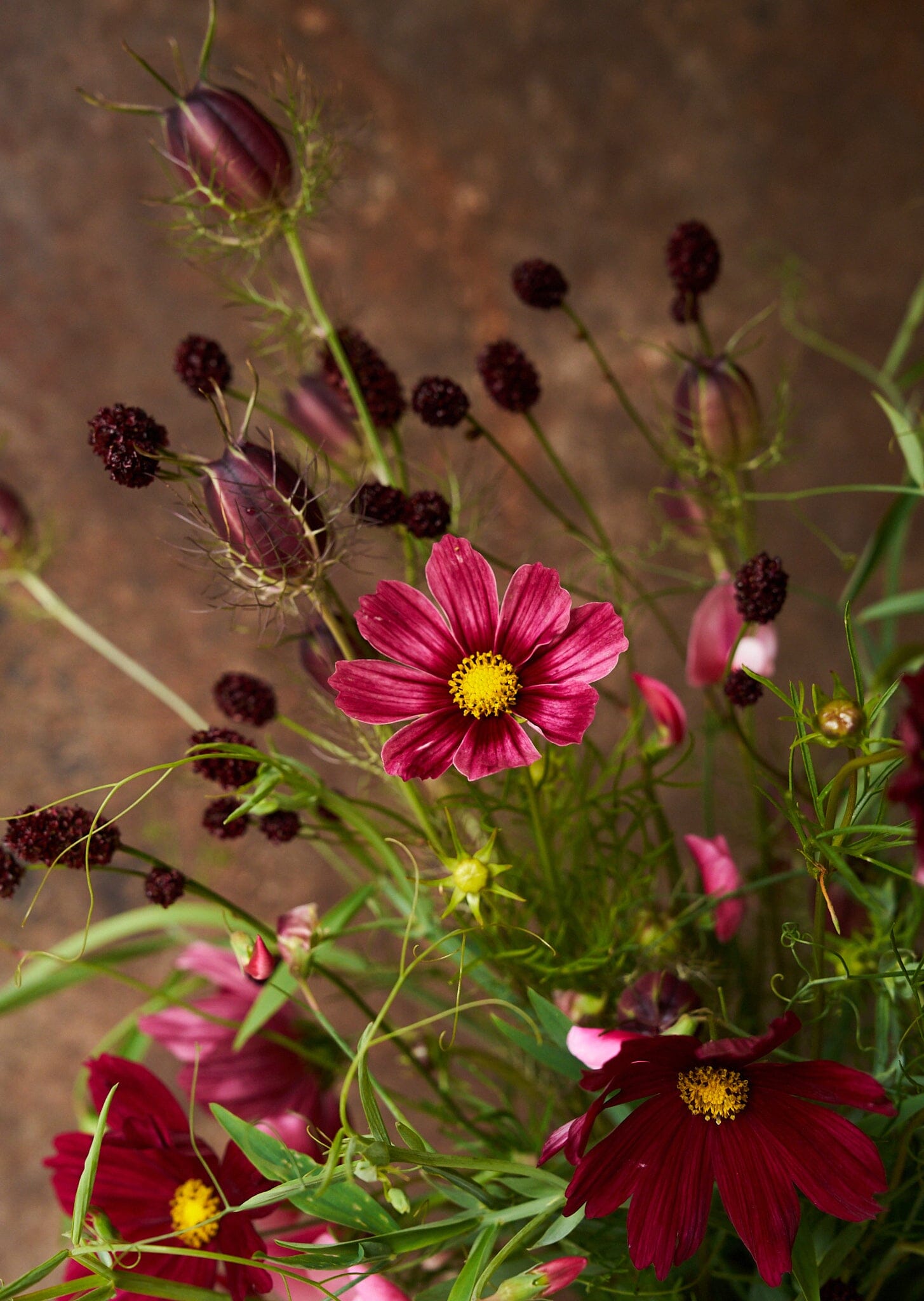Stolt Kavaler 'Antiquity' Seed 