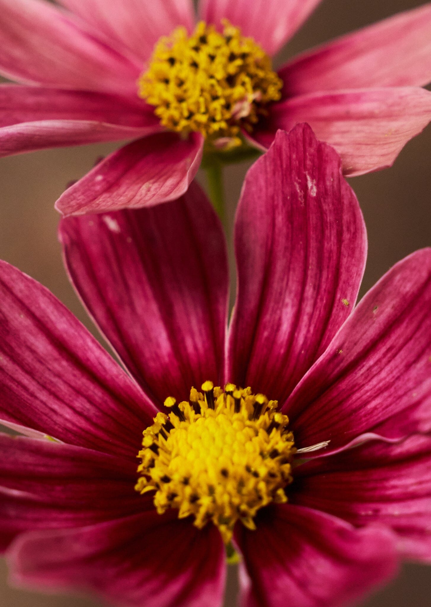 Stolt Kavaler 'Antiquity' Seed 