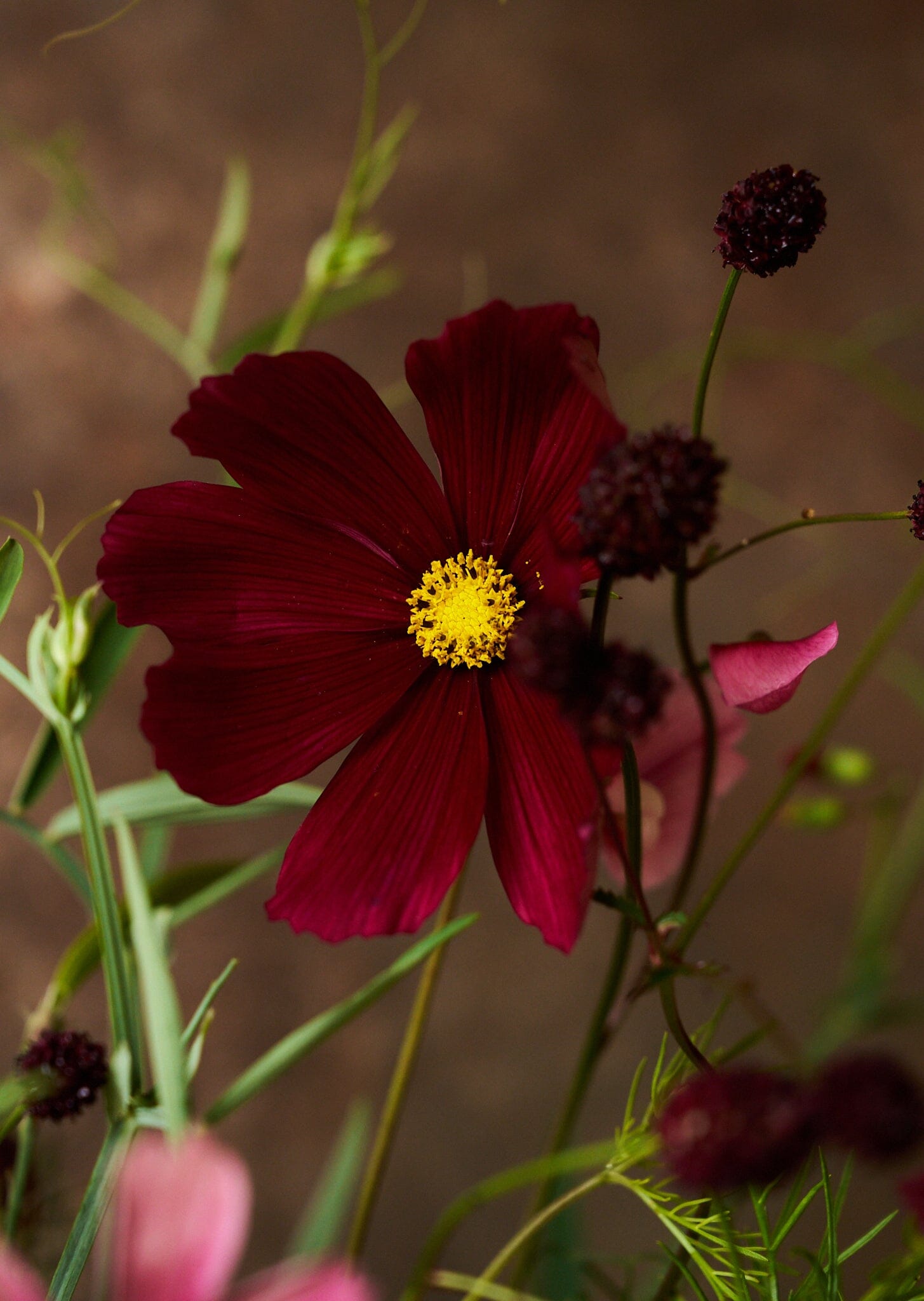 Stolt Kavaler 'Antiquity' Seed 