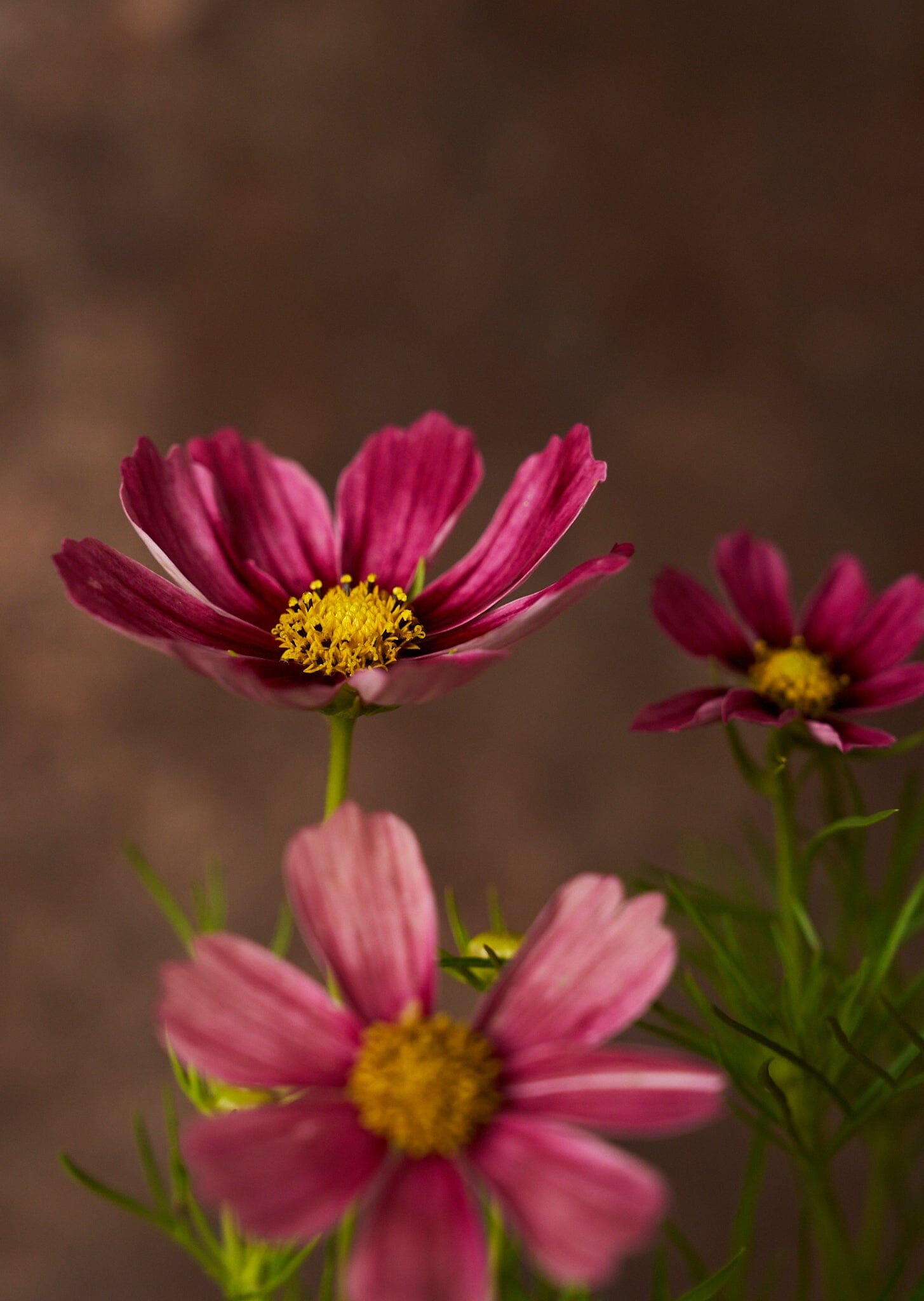 Stolt Kavaler 'Antiquity' Seed 
