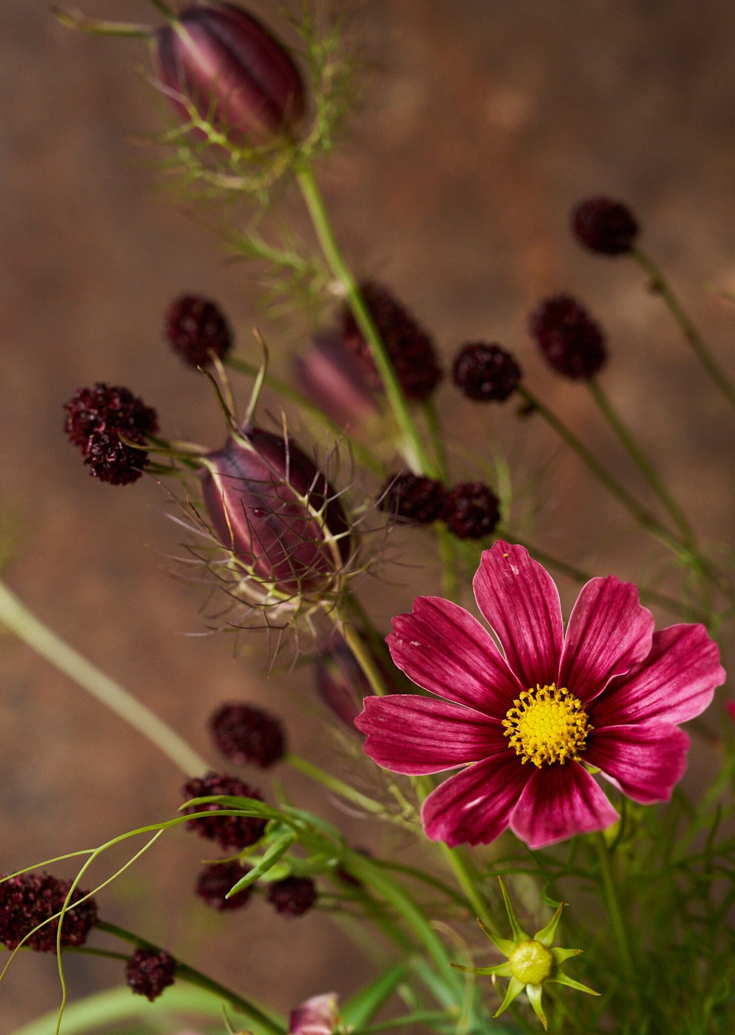 Stolt Kavaler 'Antiquity' Seed 