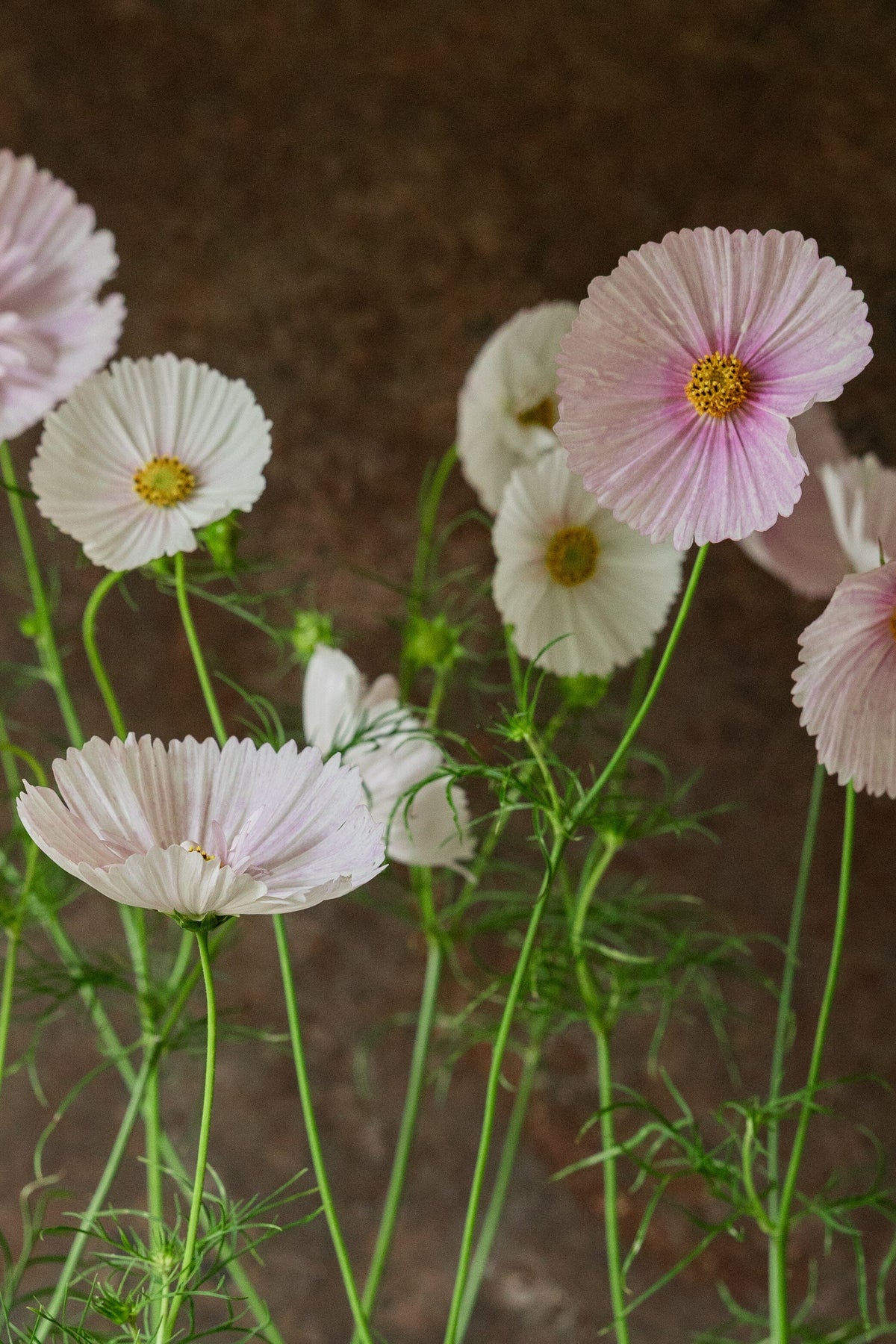 Stolt Kavaler 'Cupcakes Blush' Seed 
