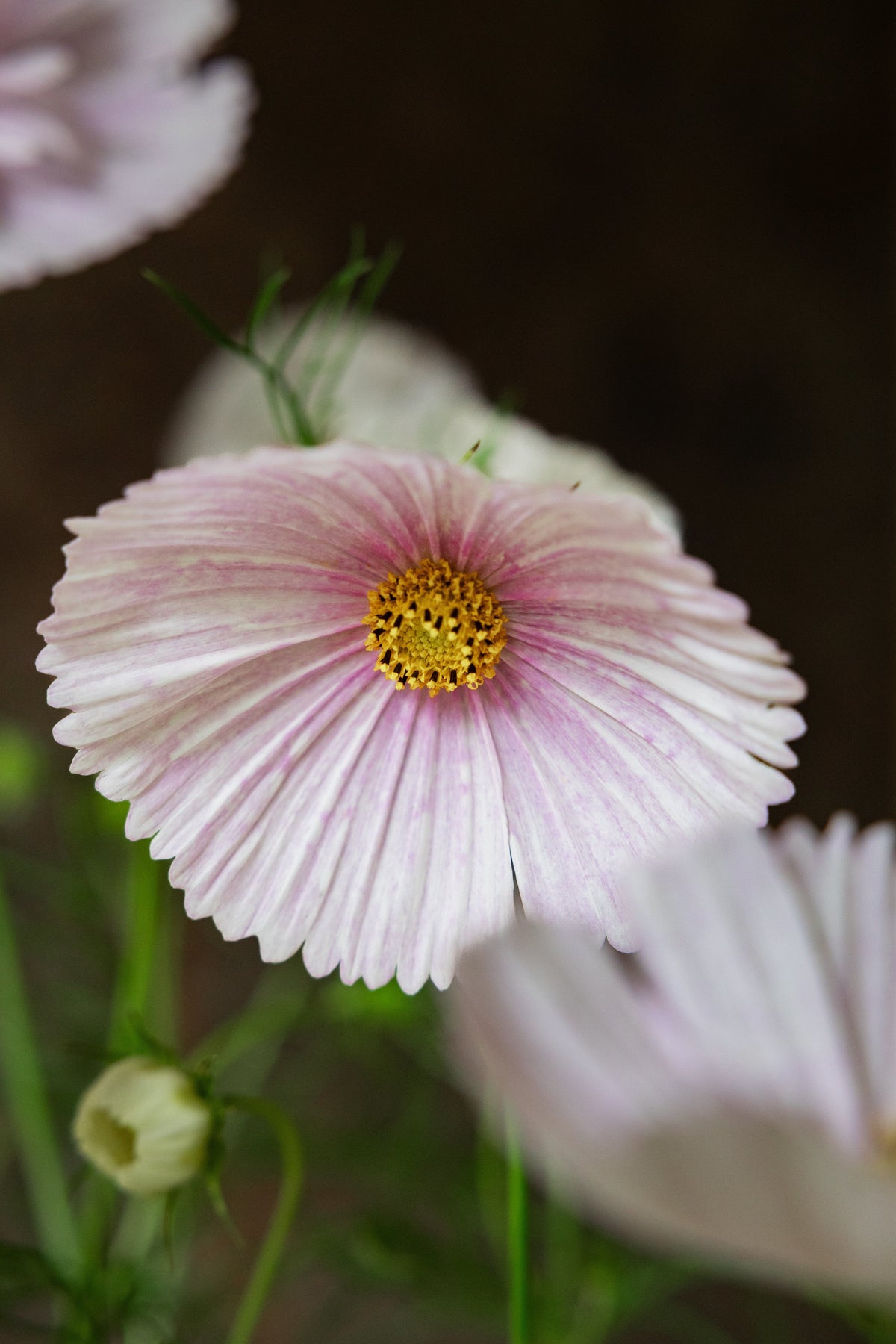 Stolt Kavaler 'Cupcakes Blush' Seed 