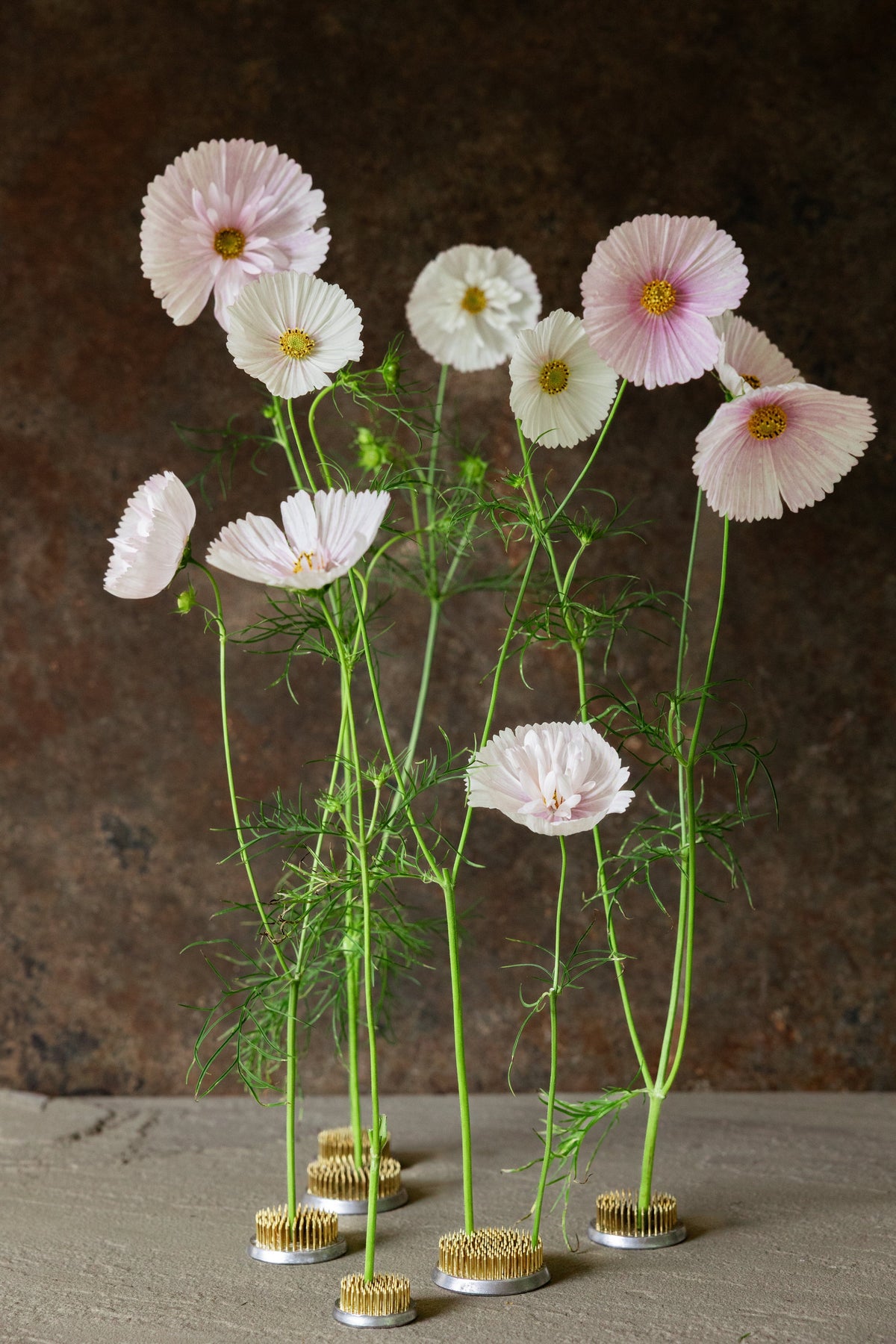 Stolt Kavaler 'Cupcakes Blush' Seed 