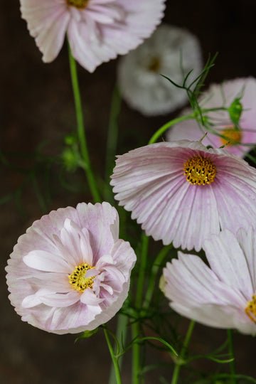 Stolt Kavaler 'Cupcakes Blush' Seed 