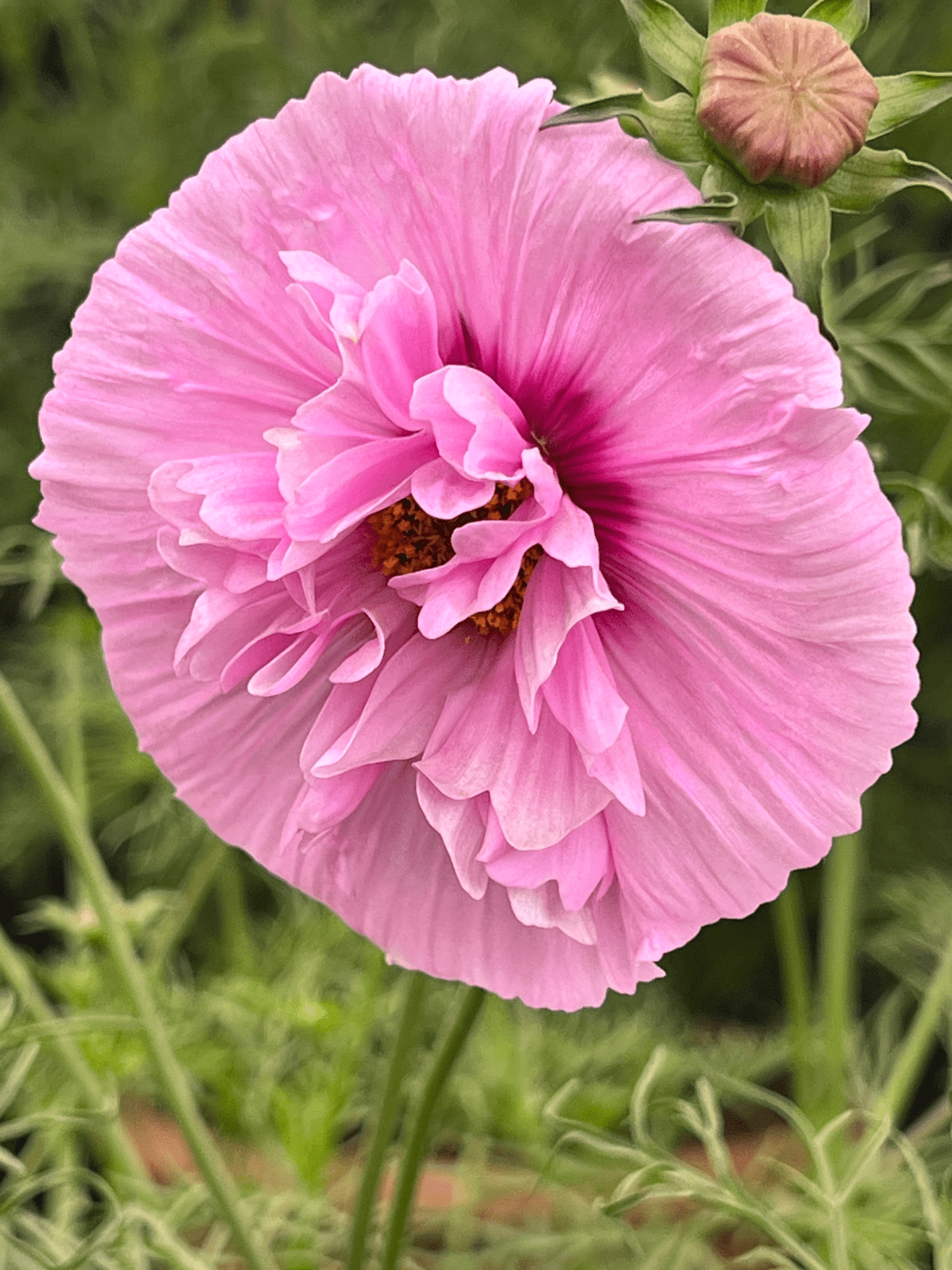 Stolt Kavaler 'Cupcakes Sakura' Seed 