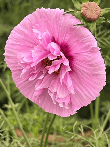 Stolt Kavaler 'Cupcakes Sakura' Seed 