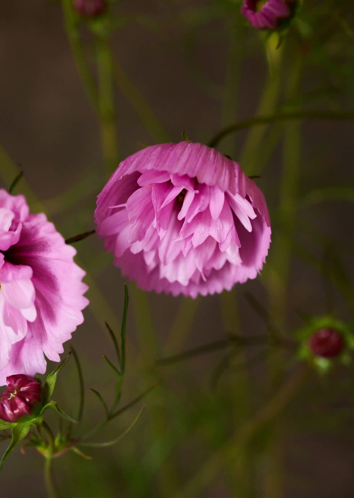 Stolt Kavaler 'Cupcakes Sakura' Seed 