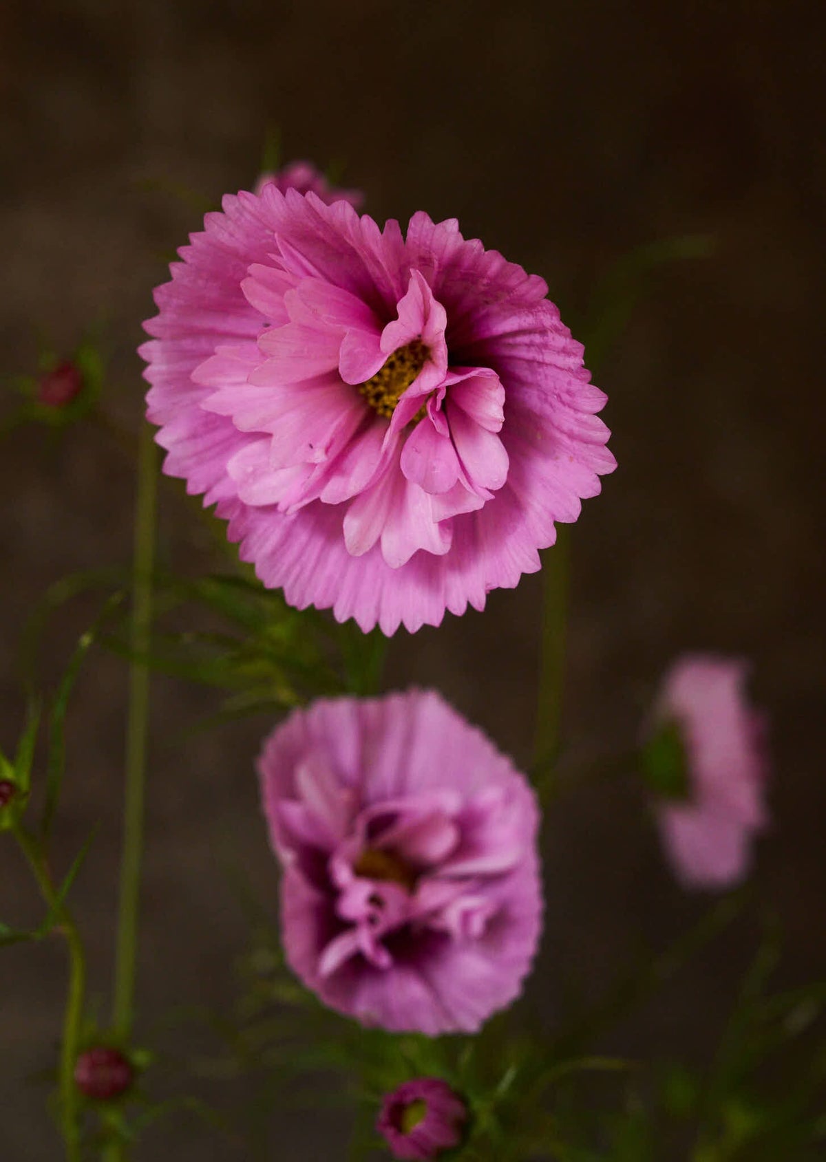 Stolt Kavaler 'Cupcakes Sakura' Seed 