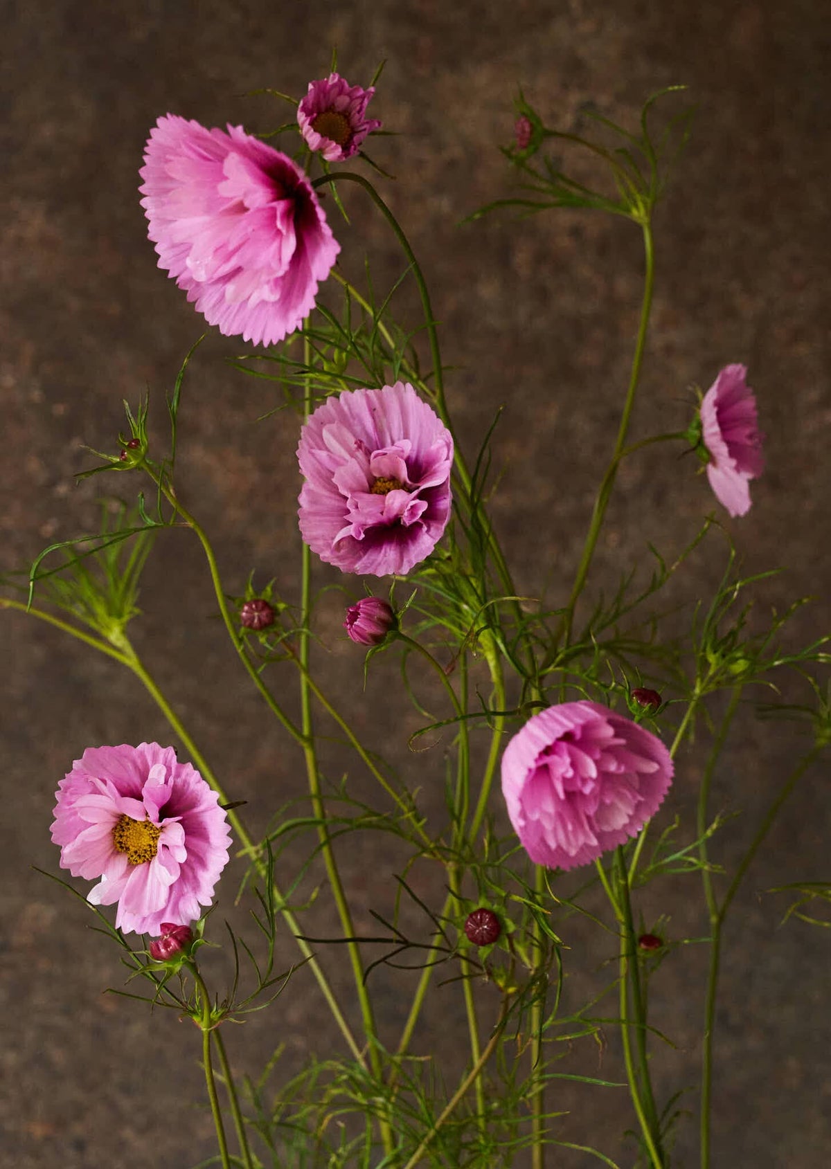 Stolt Kavaler 'Cupcakes Sakura' Seed 