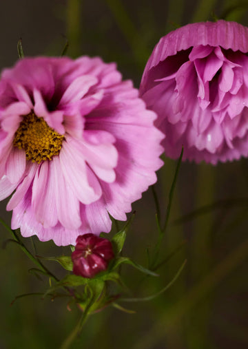 Stolt Kavaler 'Cupcakes Sakura' Seed 