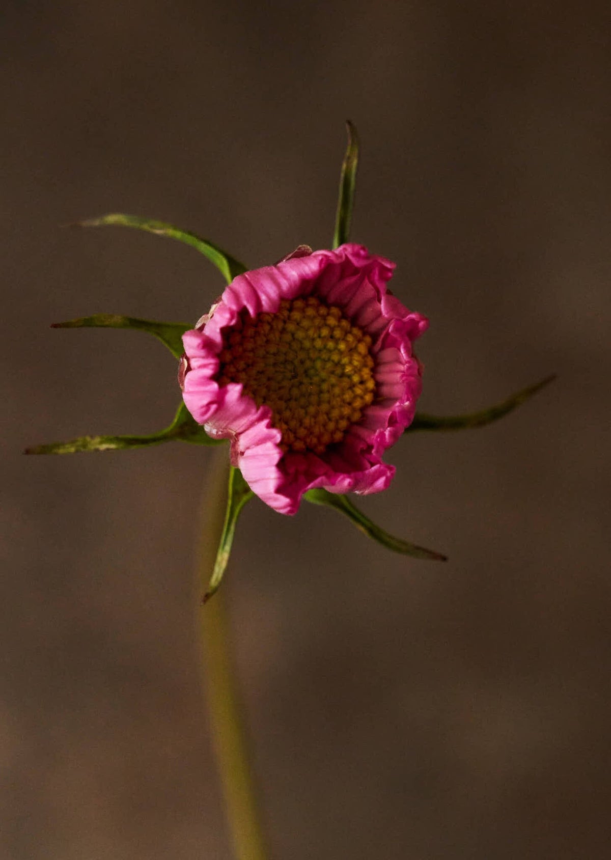 Stolt Kavaler 'Cupcakes Sakura' Seed 