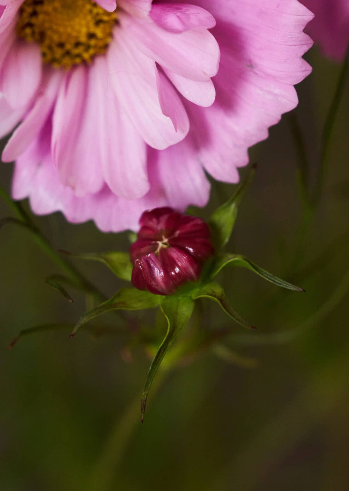 Stolt Kavaler 'Cupcakes Sakura' Seed 