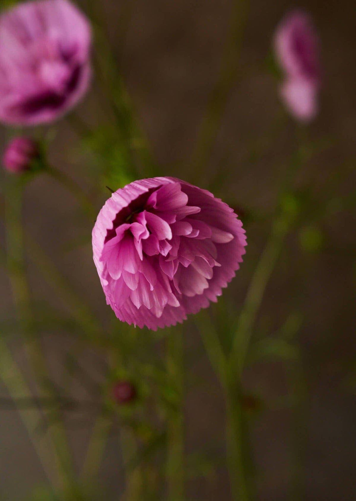 Stolt Kavaler 'Cupcakes Sakura' Seed 