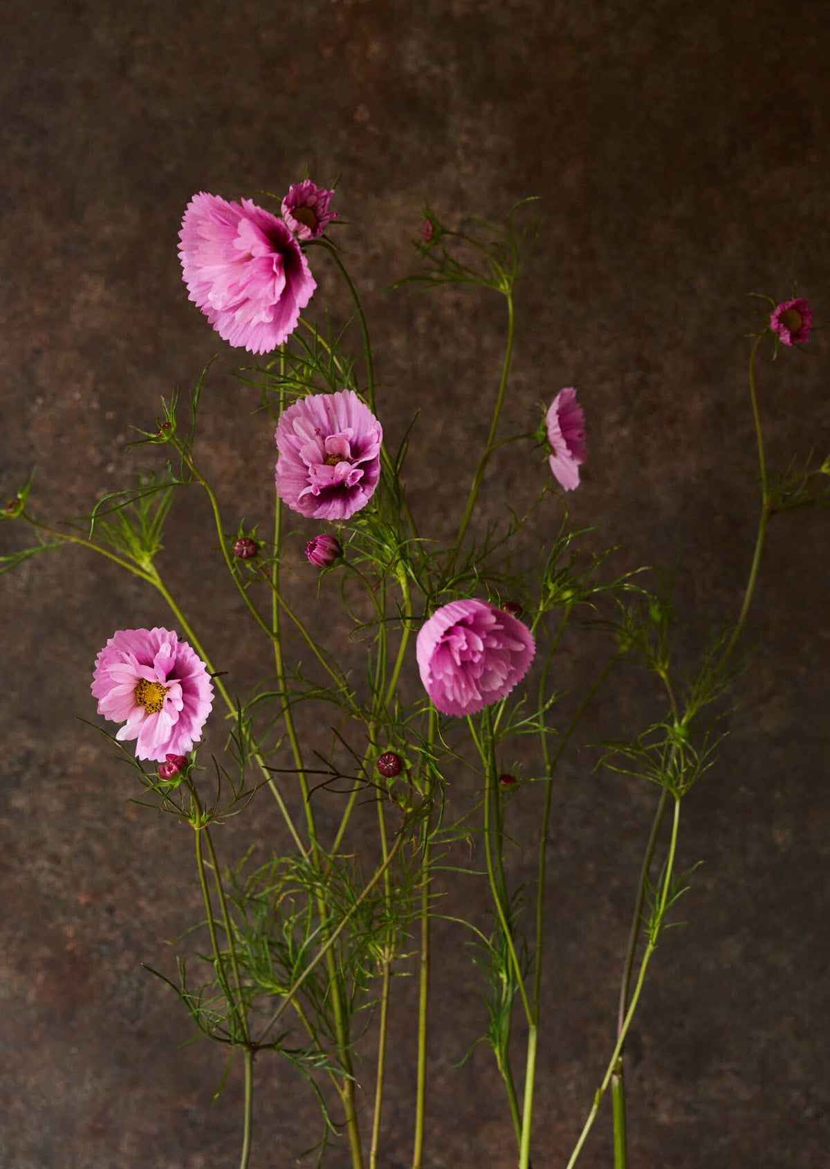 Stolt Kavaler 'Cupcakes Sakura' Seed 