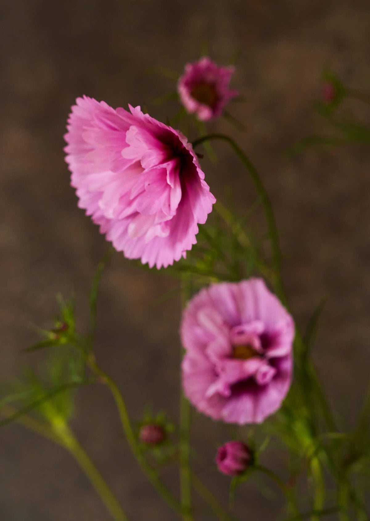 Stolt Kavaler 'Cupcakes Sakura' Seed 