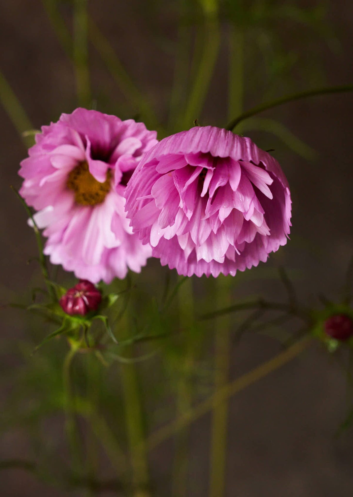 Stolt Kavaler 'Cupcakes Sakura' Seed 