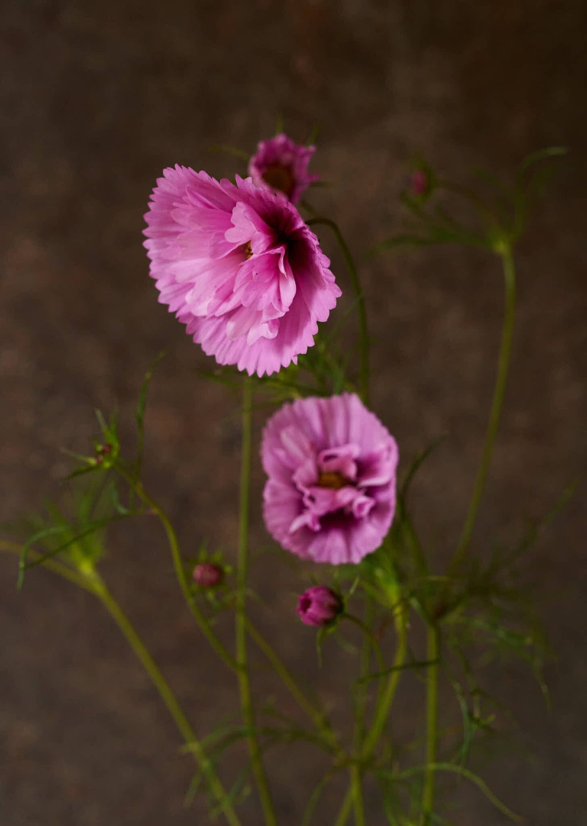 Stolt Kavaler 'Cupcakes Sakura' Seed 