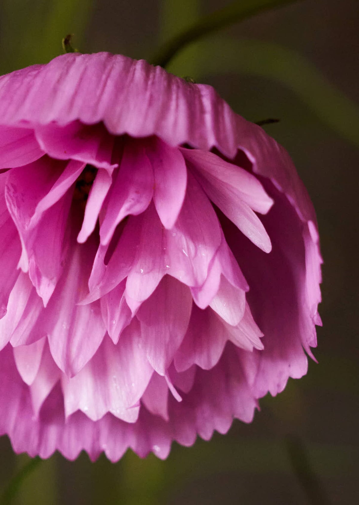 Stolt Kavaler 'Cupcakes Sakura' Seed 