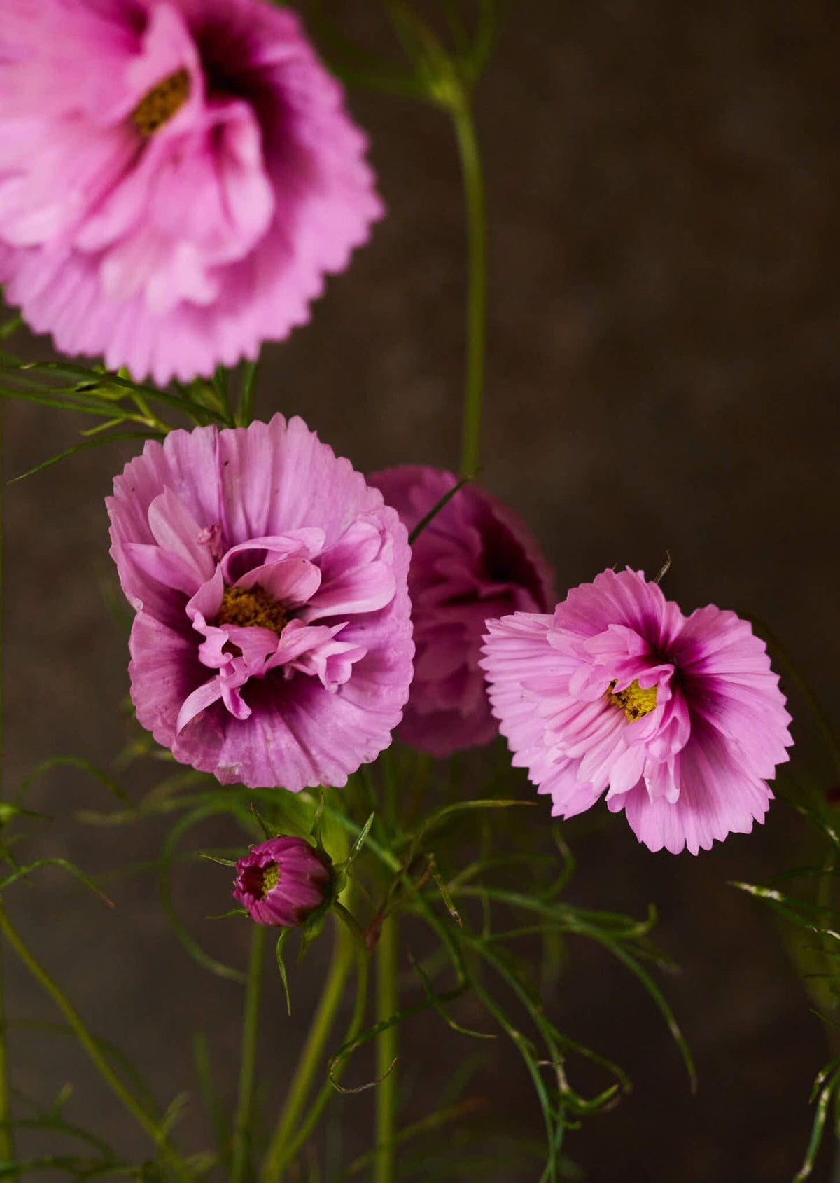 Stolt Kavaler 'Cupcakes Sakura' Seed 