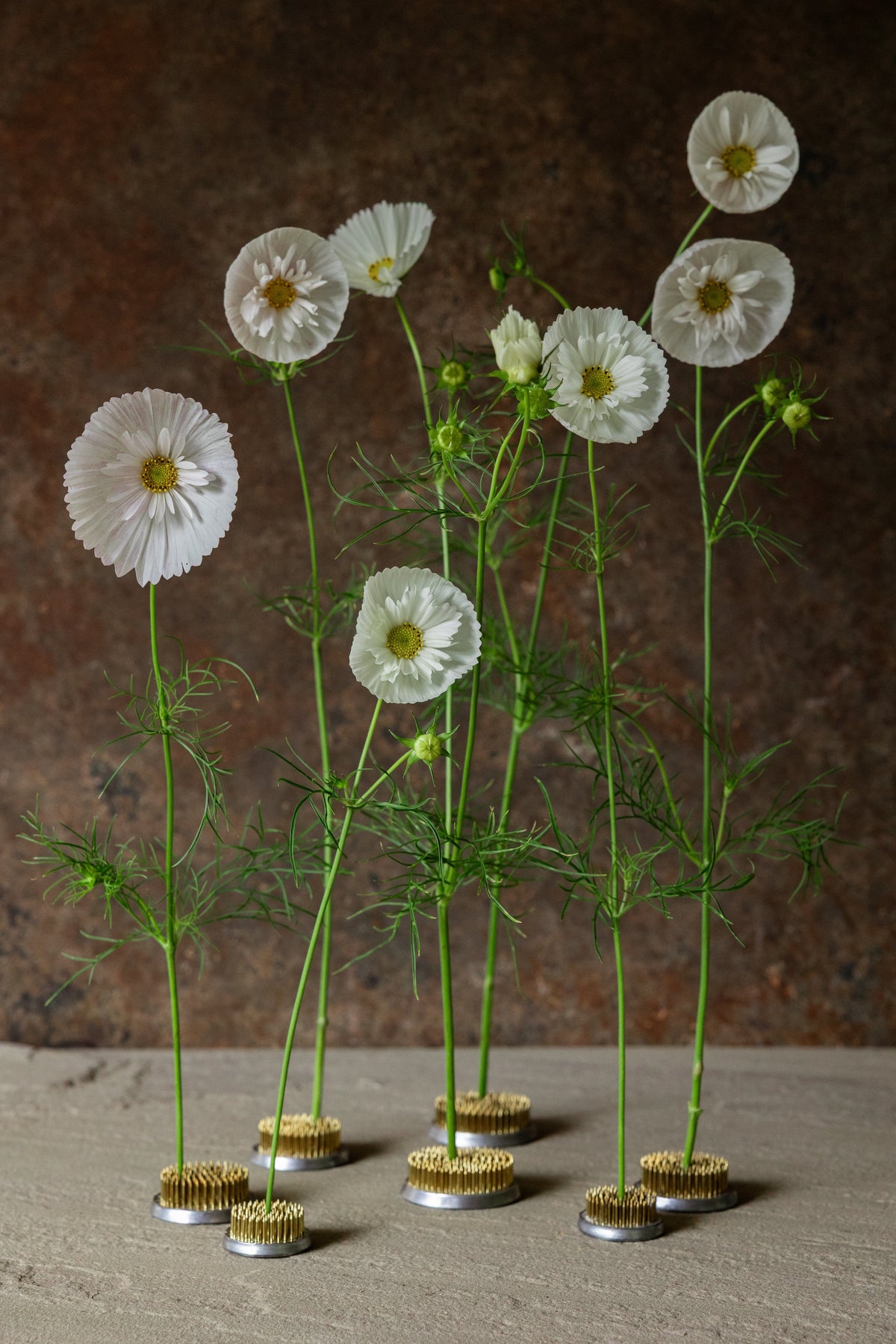 Stolt Kavaler 'Cupcakes White' Seed 