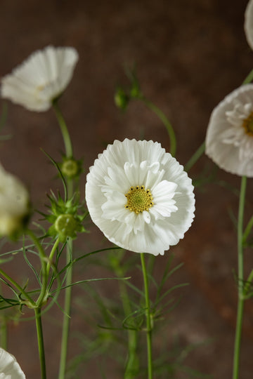 Stolt Kavaler 'Cupcakes White' Seed 