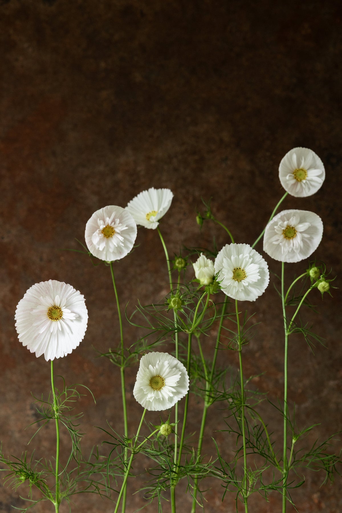 Stolt Kavaler 'Cupcakes White' Seed 