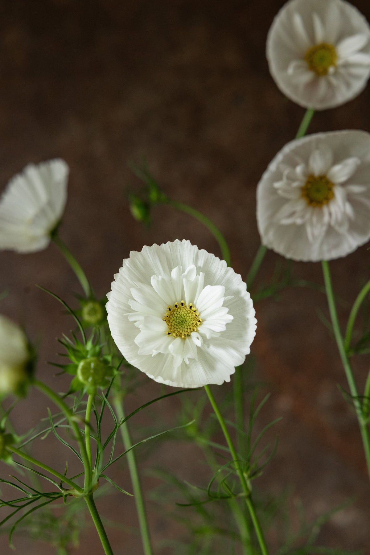 Stolt Kavaler 'Cupcakes White' Seed 