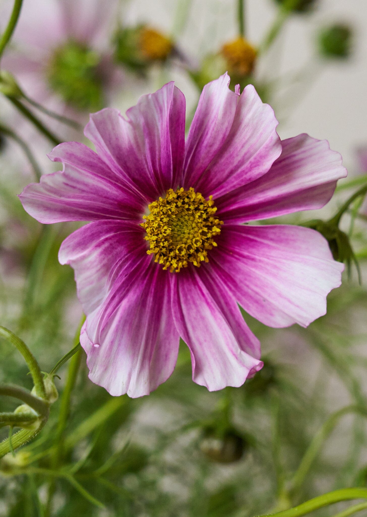 Stolt Kavaler 'Daydream' Seed 