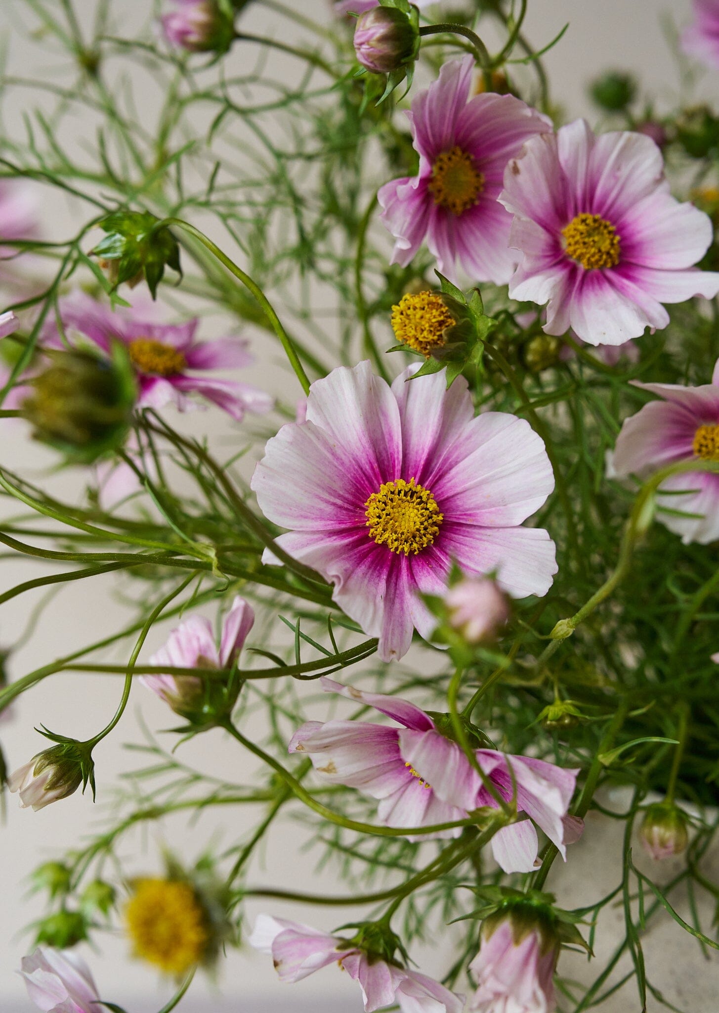 Stolt Kavaler 'Daydream' Seed 