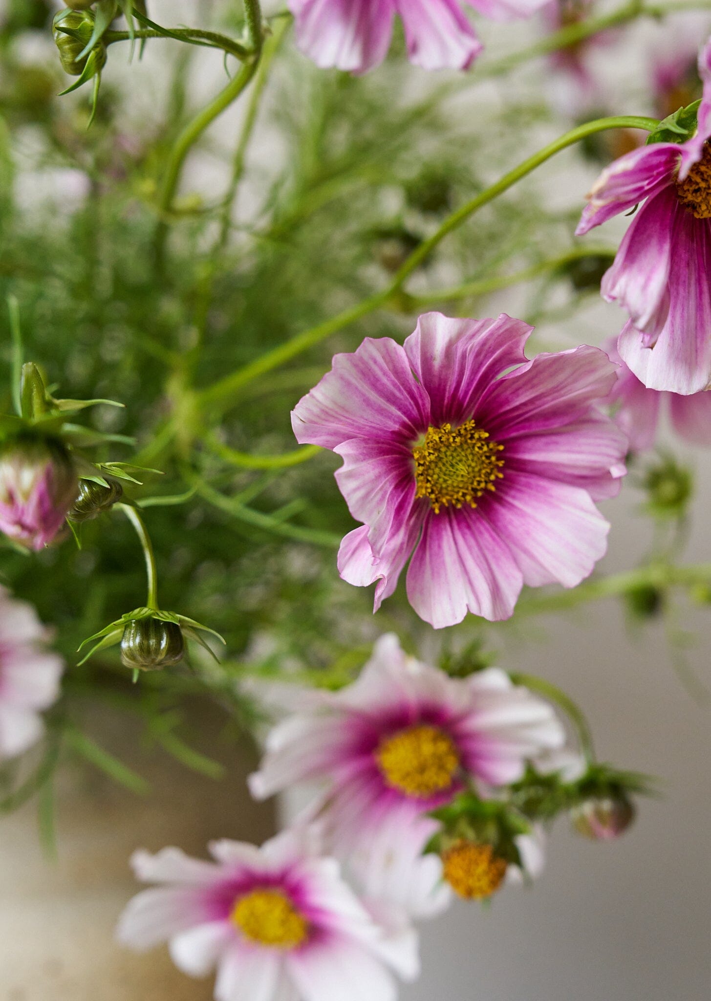 Stolt Kavaler 'Daydream' Seed 