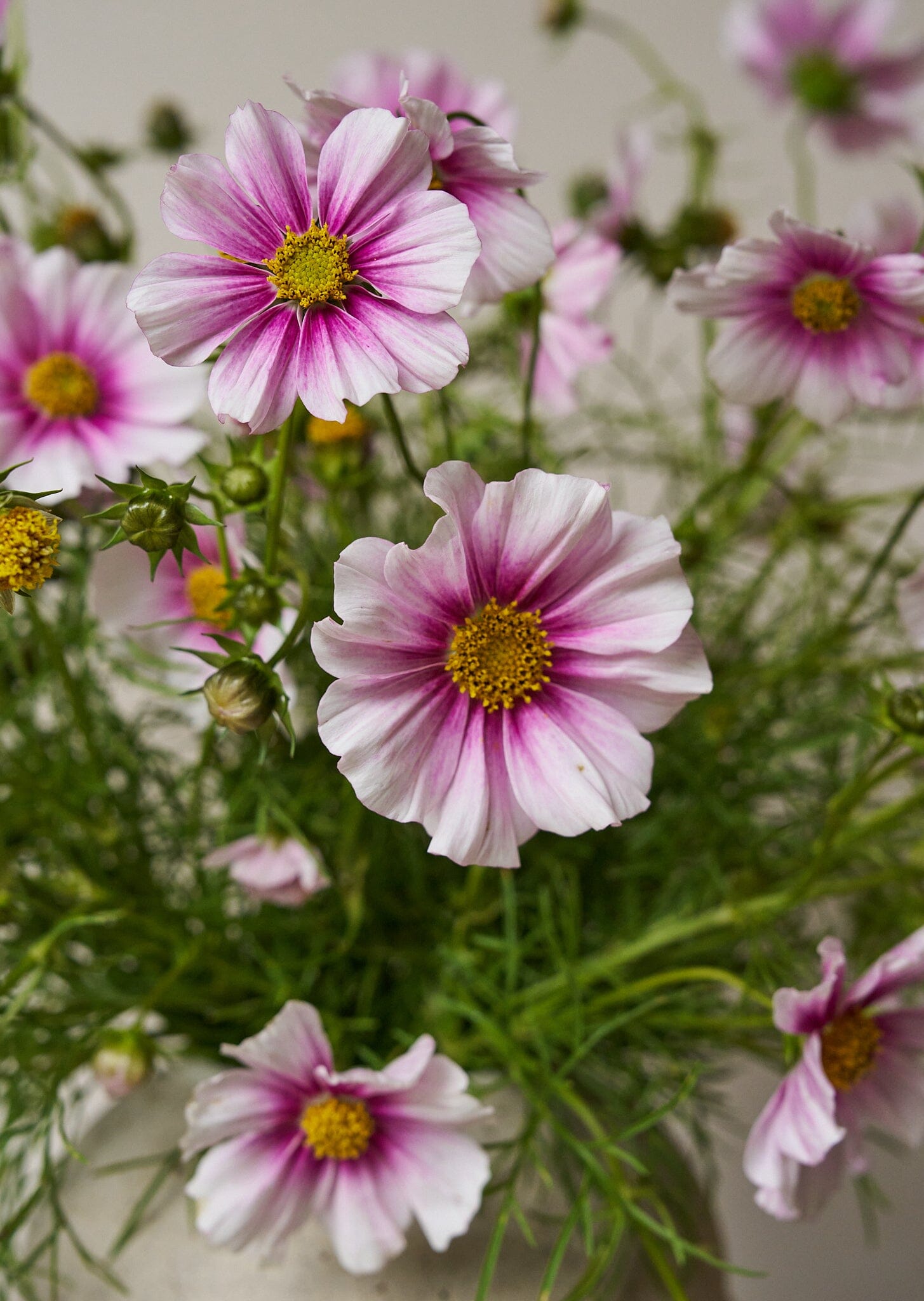 Stolt Kavaler 'Daydream' Seed 