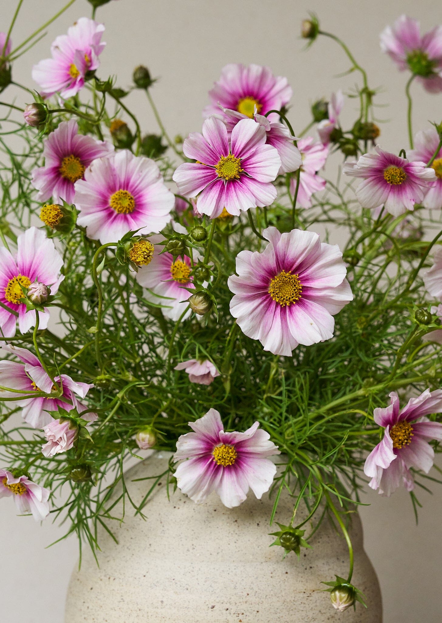 Stolt Kavaler 'Daydream' Seed 