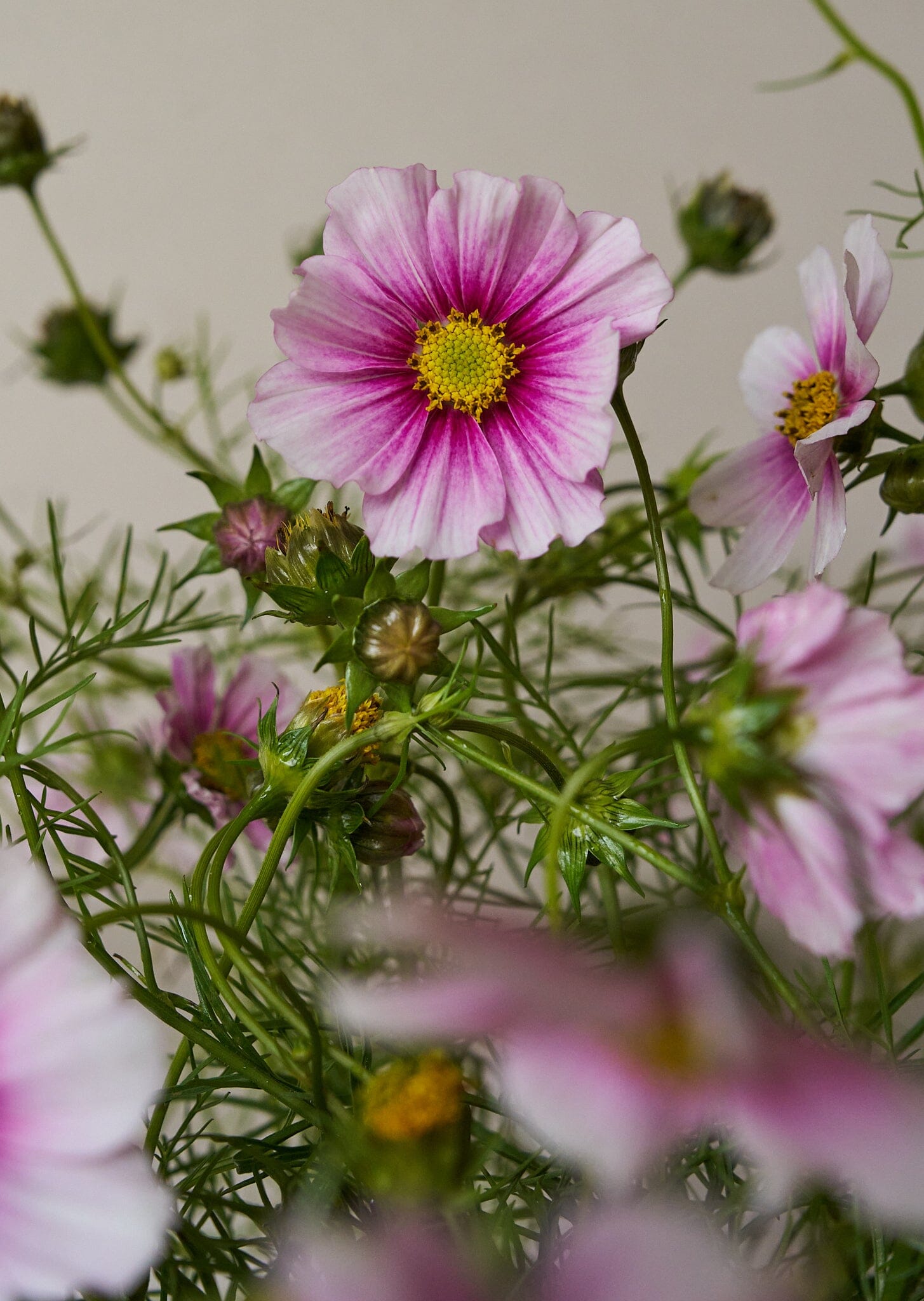 Stolt Kavaler 'Daydream' Seed 