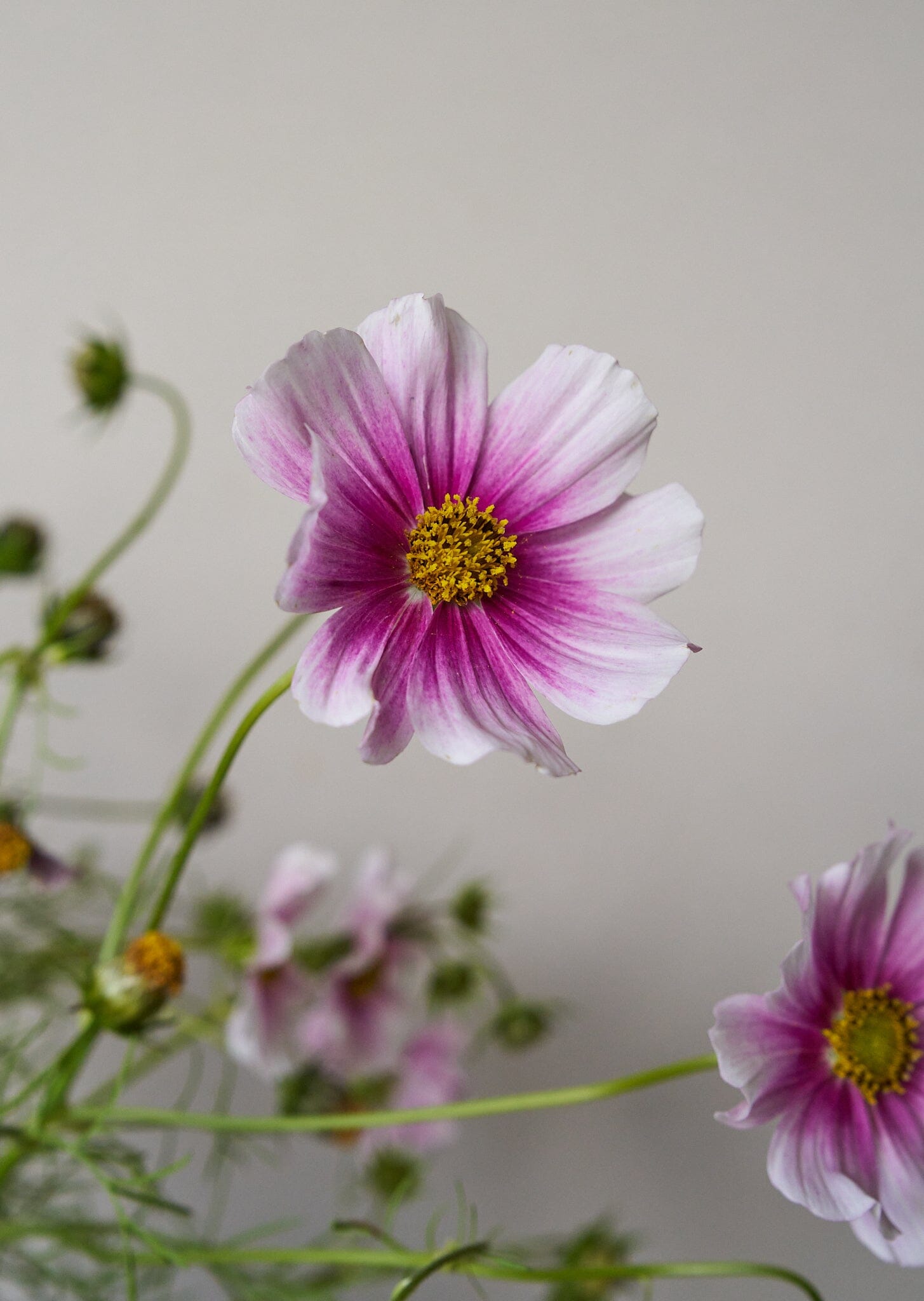Stolt Kavaler 'Daydream' Seed 