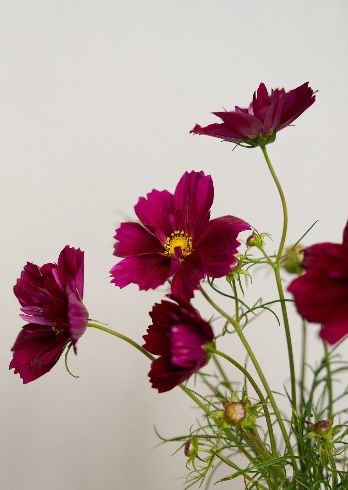 Stolt Kavaler 'Fandango' Seed 