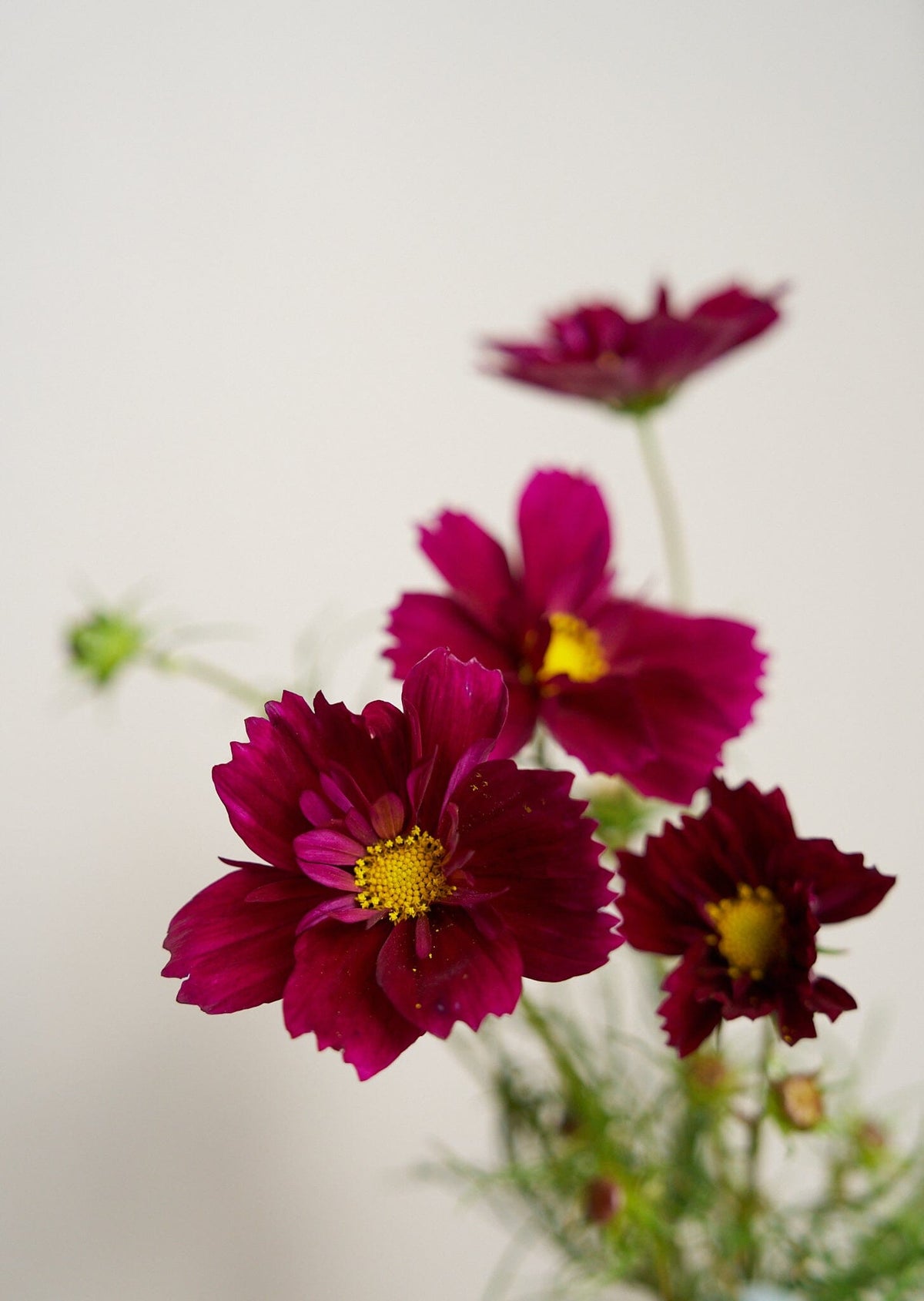 Stolt Kavaler 'Fandango' Seed 