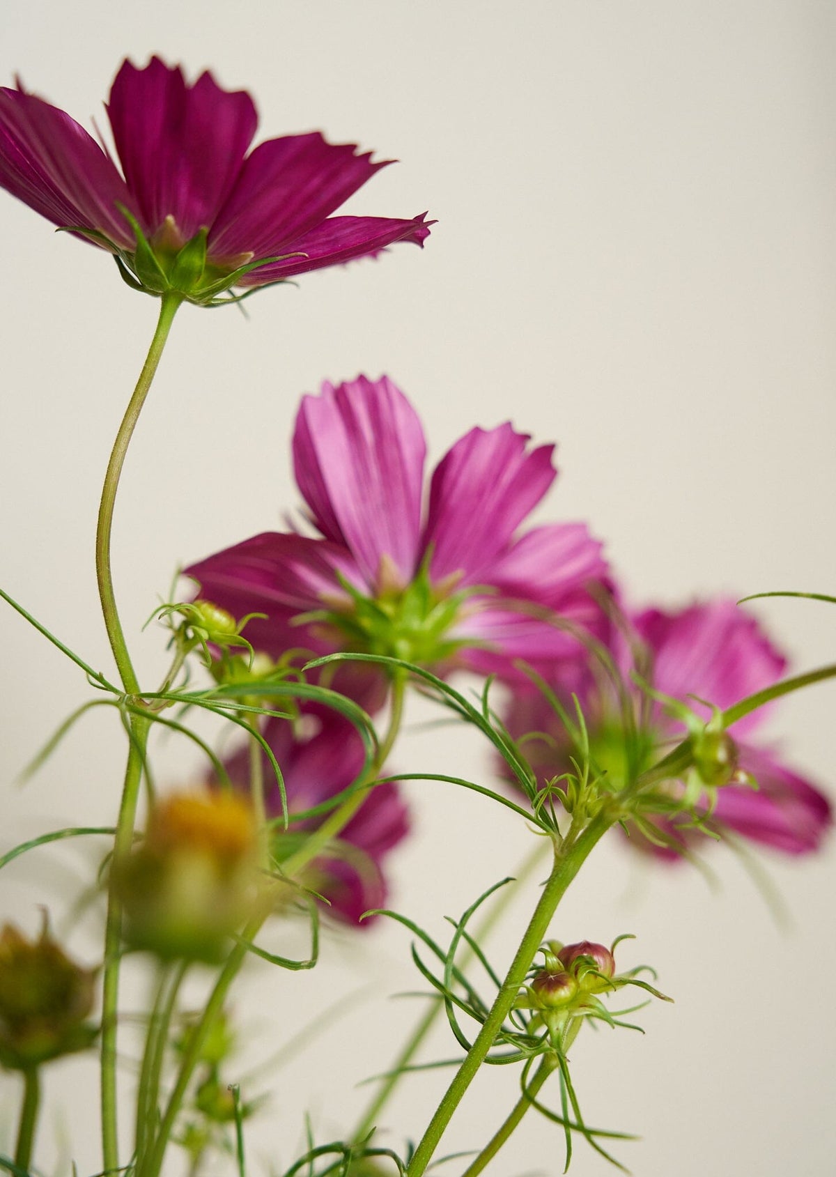 Stolt Kavaler 'Fandango' Seed 
